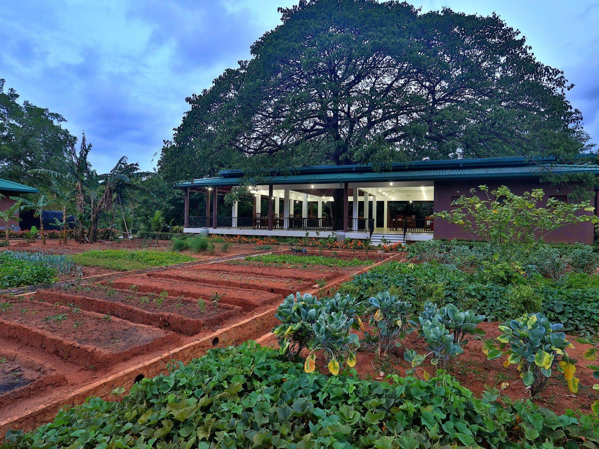 Hotel Grand & Gangula à Dambulla Extérieur photo