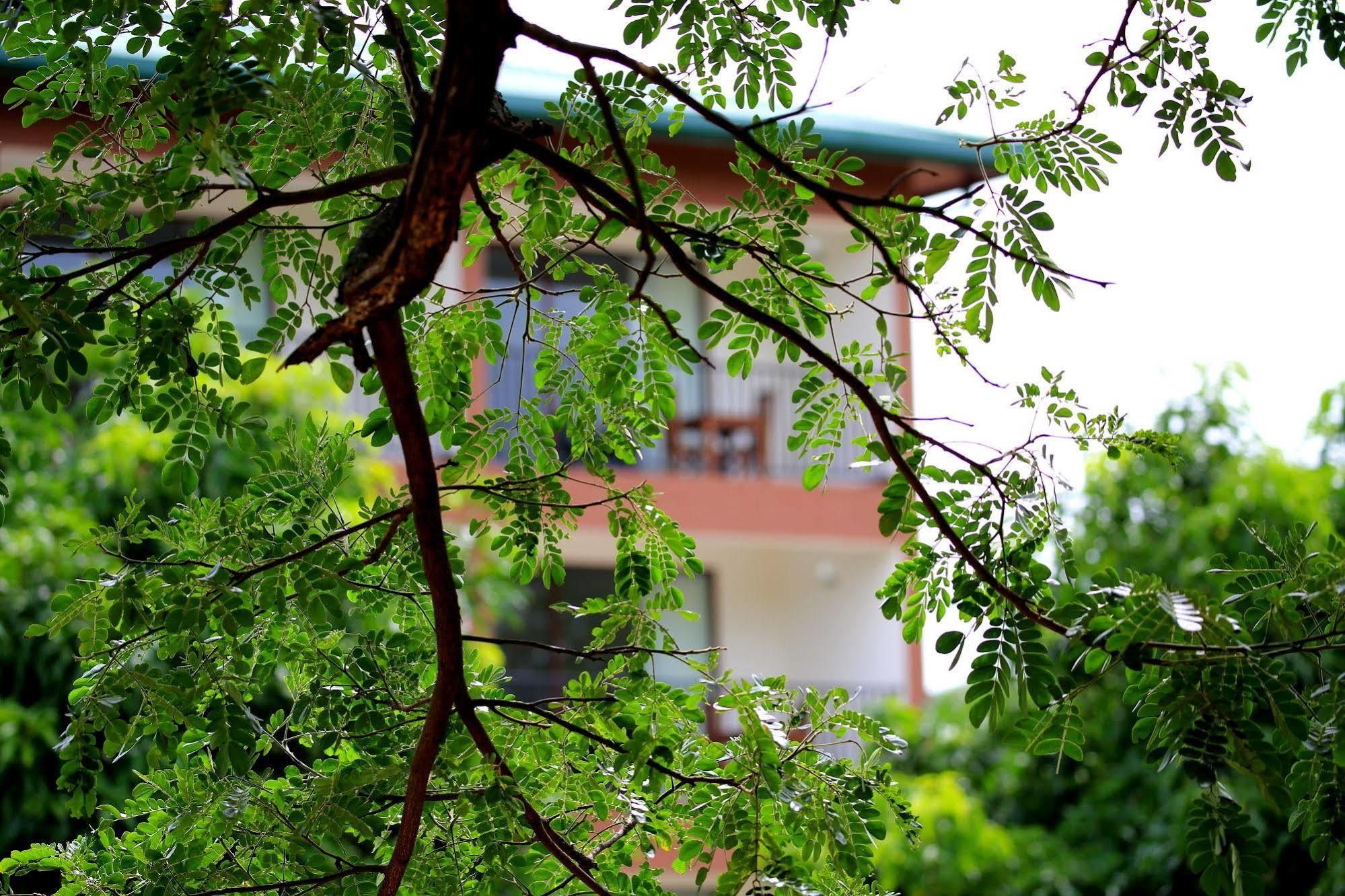 Hotel Grand & Gangula à Dambulla Extérieur photo