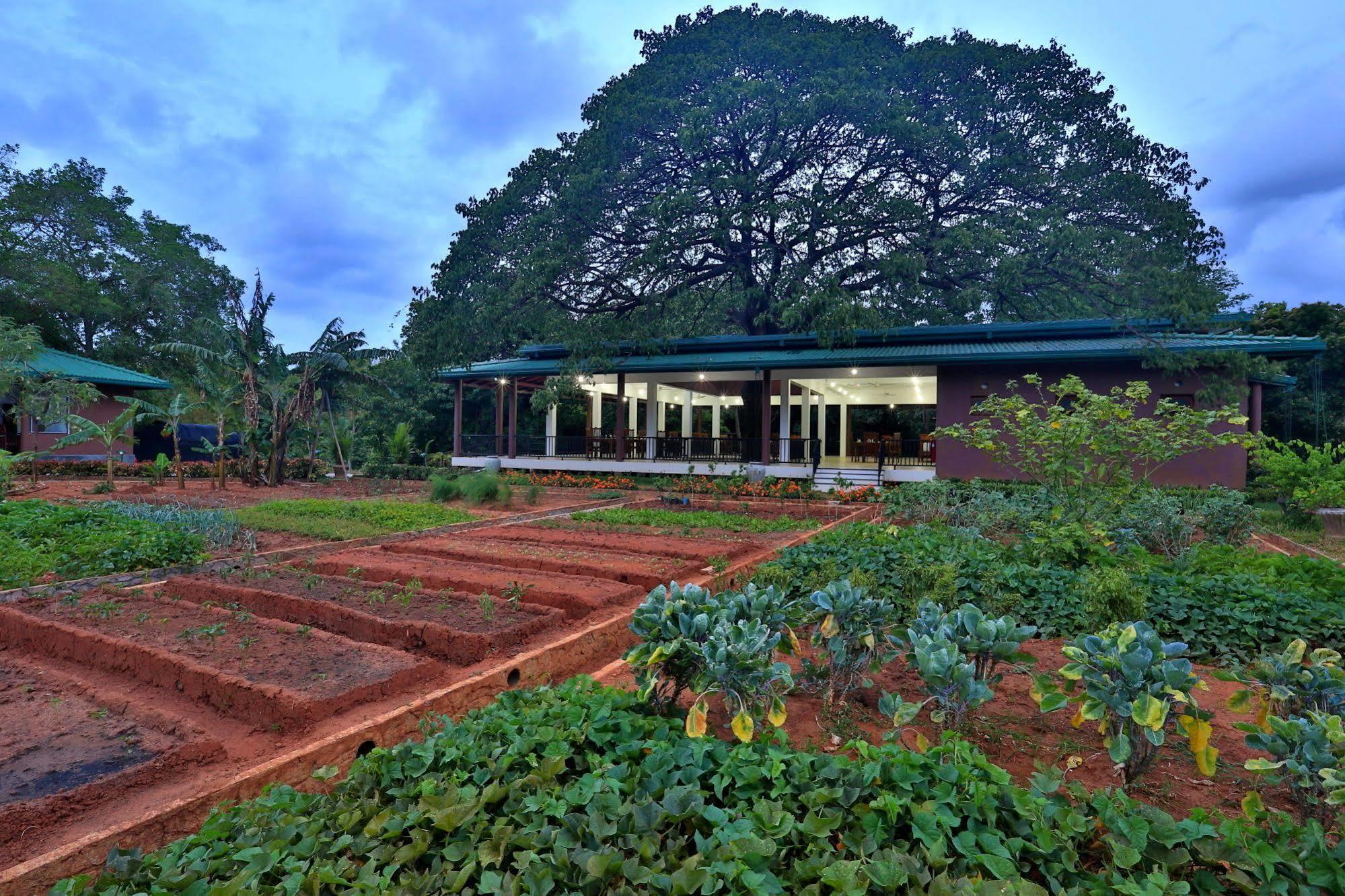 Hotel Grand & Gangula à Dambulla Extérieur photo